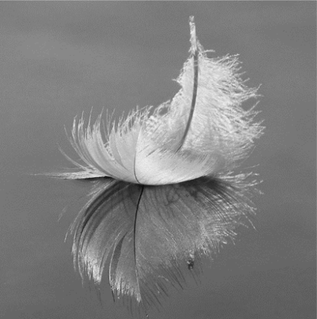 Image of a swan feather